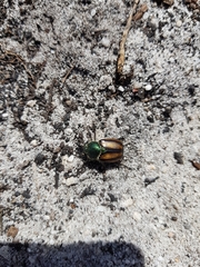 Stegopterus vittatus