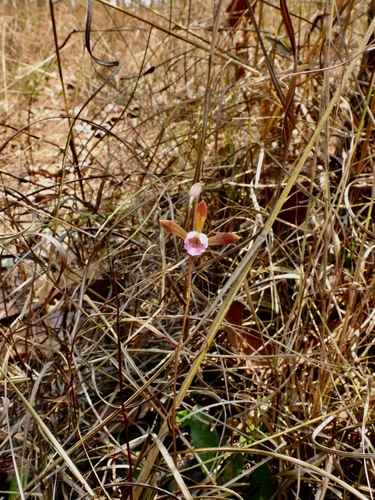 Eulophia katangensis image