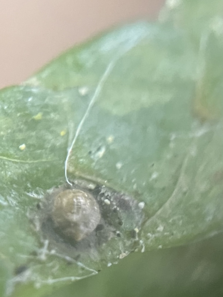 Diaspidiotus shastae