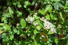 Viburnum lautum