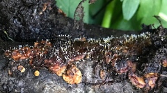 Sphaerostilbella aurifila