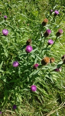 Centaurea nigra