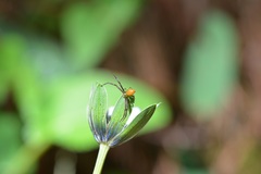 Misumenoides
