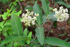 Asclepias similis