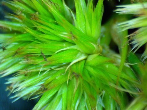 Juncus torreyi iNat (1)