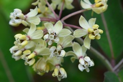 Asclepias similis