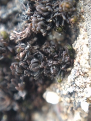 Orthotrichum kellmanii