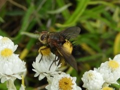 Xanthoepalpus bicolor