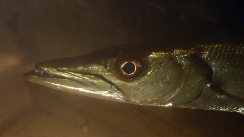 Giant Barracuda