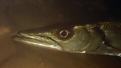 Giant Barracuda