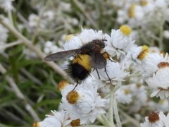 Xanthoepalpus bicolor