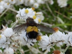 Xanthoepalpus bicolor
