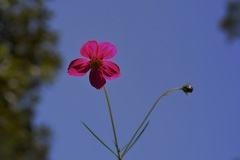 Cosmos crithmifolius
