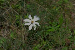 Cosmos diversifolius