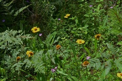 Helenium scorzonerifolium