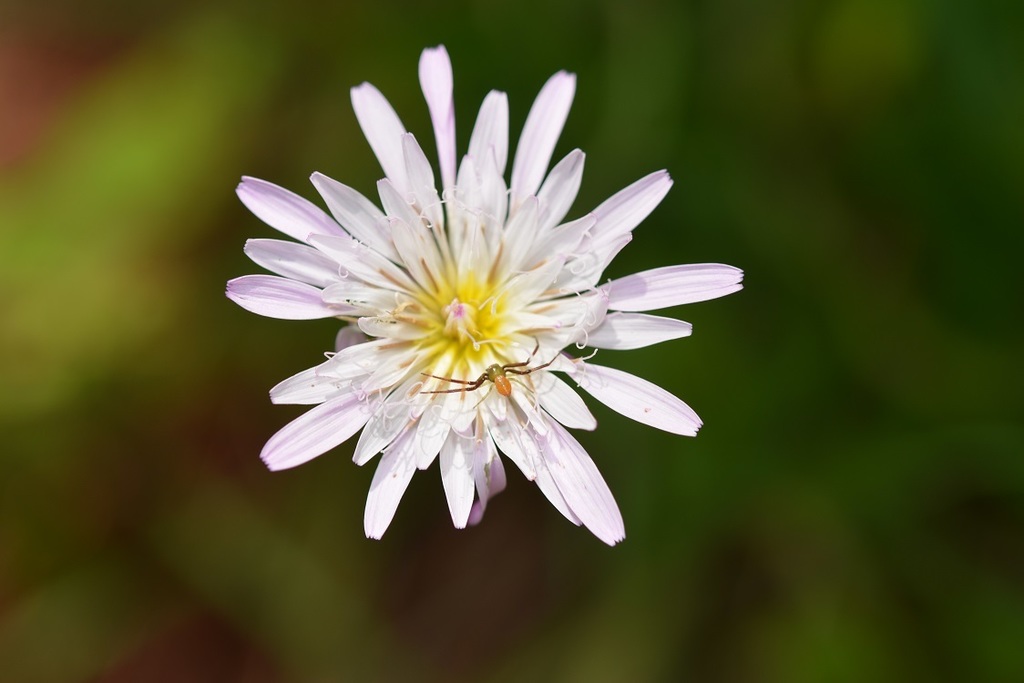 Pinaropappus spathulatus