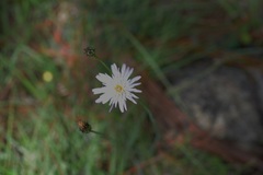 Pinaropappus spathulatus