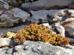 Drosanthemum stokoei