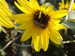 Apis mellifera