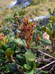 Rhododendron caucasicum
