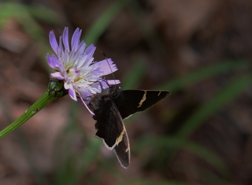Chisos Banded-Skipper
