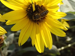 Apis mellifera