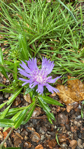 Stokesia laevis observed 2025-06-18