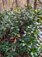 Rhododendron caucasicum