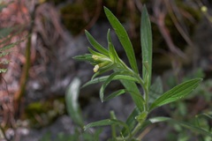 Lithospermum guatemalense