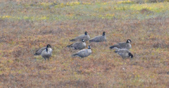 Branta hutchinsii leucopareia