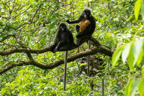 Dusky Langur (Trachypithecus obscurus)