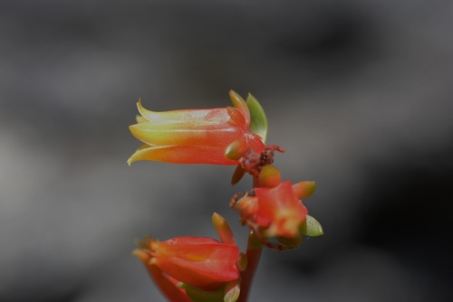 Echeveria bella