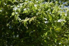 Cyclanthera integrifoliola