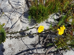 Osteospermum imbricatum