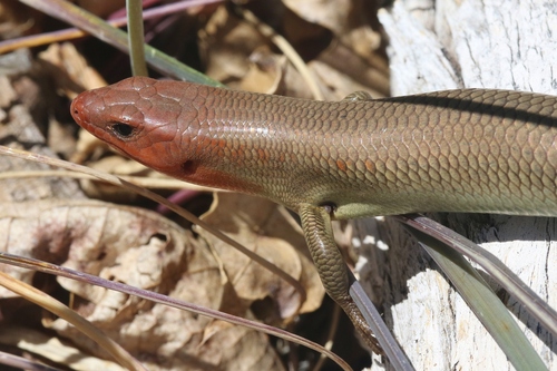 iNaturalist observation photo of Gilbert's Skink