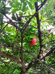 Calliandra haematocephala