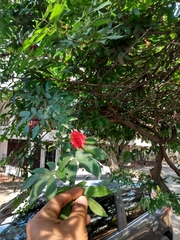 Calliandra haematocephala