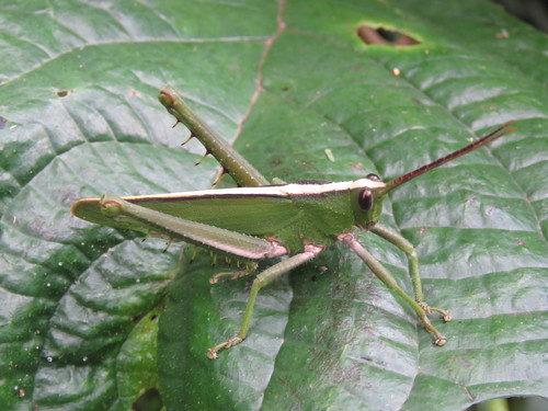 Agriacris auripennis