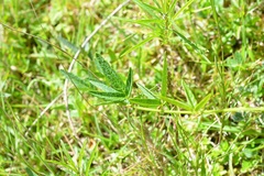 Desmodium aparines