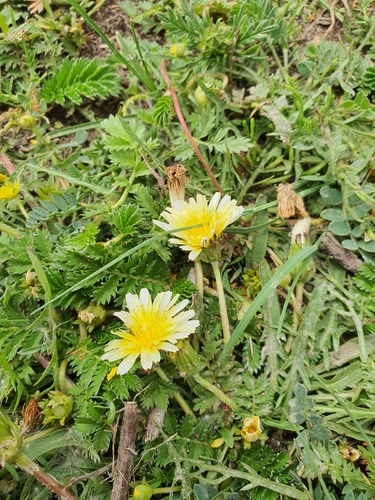White-flowered dandelion (Taraxacum leucanthum)