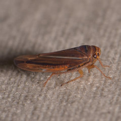 Idiodonus kennicotti