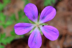 Geranium goldmanii