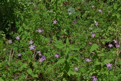 Geranium goldmanii