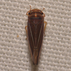 Idiodonus kennicotti