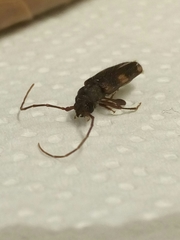 Penichroa fasciata
