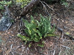 Polystichum scopulinum