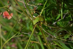 Hyla walkeri