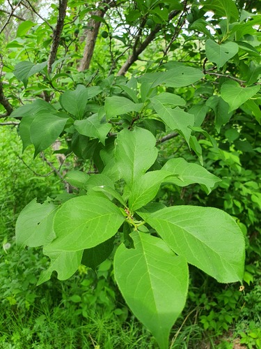 Prunus domestica