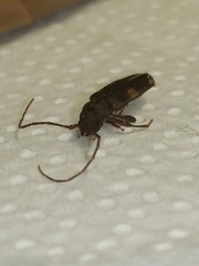 Penichroa fasciata