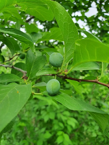 Prunus domestica